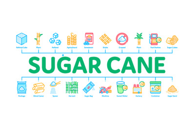 Sugar Cane Minimal Infographic Banner Vector