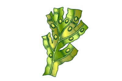 Decorative Algae Seaweed Coral Vintage Vector