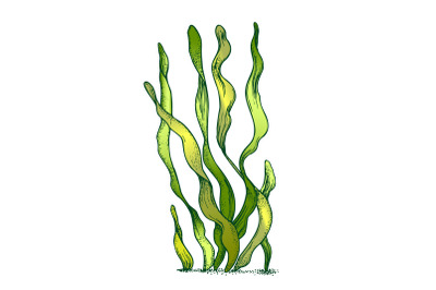 Underwater Organism Algae Seaweed Doodle Vector