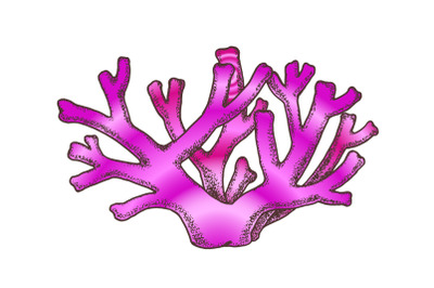 Oceanic Seabed Reef Skeletal Coral Vintage Vector