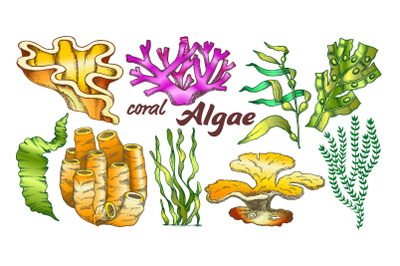 Collection Algae Seaweed Coral Set Vintage Vector