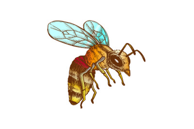 Color Flying Honey Bee Insect Gathering Nectar Vector