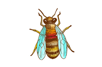 Color Striped Bee Flying Insect Animal Top View Vector