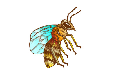 Color Striped Bee Flying Insect Animal Side View Vector