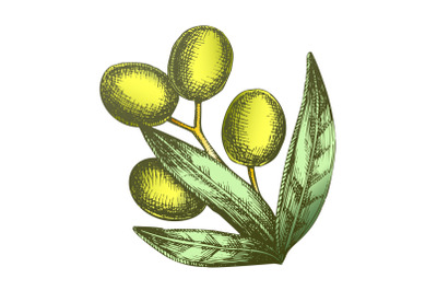 Color Agricultural Olive Tree Branch Vintage Vector