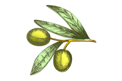 Color Agricultural Item Olive Branch Vintage Vector