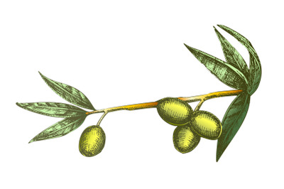 Color Cosmetic Ingredient Olive Branch Vintage Vector