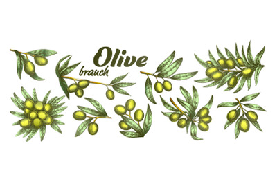 Color Assortment Different Olive Branch Set Ink Vector