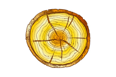 Color Round Wooden Cross Section With Tree Rings Vector