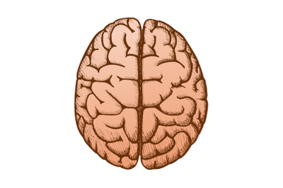 Head Organ Human Brain Top View Vintage Color Vector