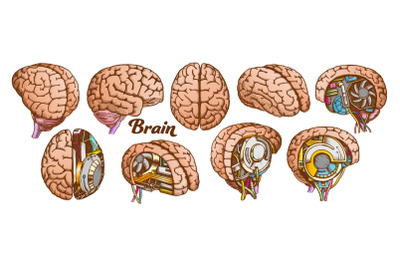 Color Brain Set Collection In Different Views Vector