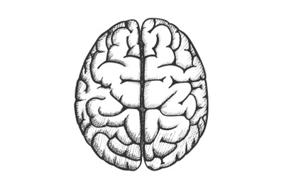 Head Organ Human Brain Top View Vintage Vector