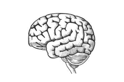 Head Organ Human Brain Side View Vintage Vector