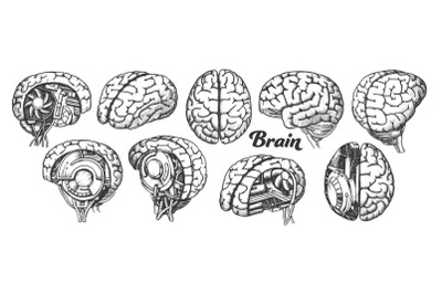 Collection In Different Views Brain Set Vector