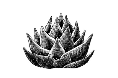 Succulent Leaves Agave Cactus Hand Drawn Vector