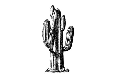 Saguaro Arborescent Tree-like Cactus Ink Vector