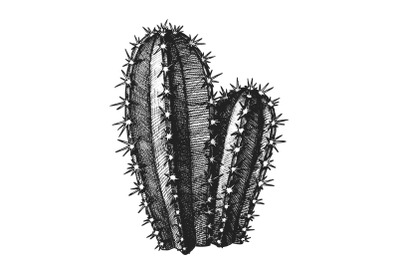 Cereus Hildmannianus Cactus Hand Drawn Vector