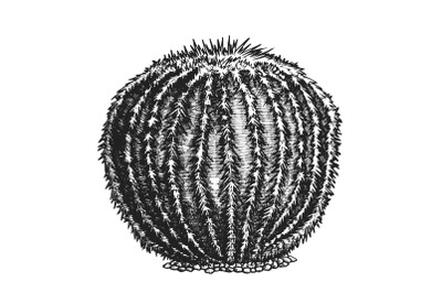 Round Desert Plant Cactus Ink Hand Drawn Vector