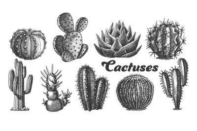 Collection Desert Plants Cactus Set Vintage Vector