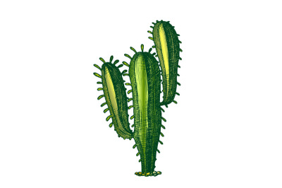 Color Tall Treelike Habit Desert Cactus Vintage Vector