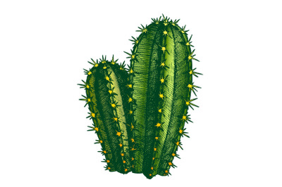 Color Cereus Hildmannianus Cactus Hand Drawn Vector