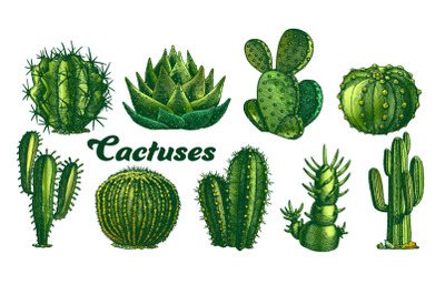 Color Desert Plants Cactus Set Vintage Vector