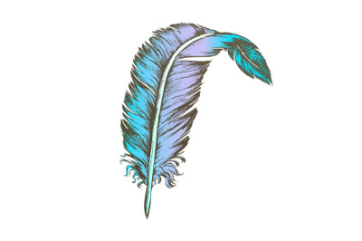 Color Decorative Bird Element Feather Vintage Vector