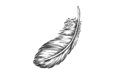 Lost Bird Outer Element Feather Monochrome Vector