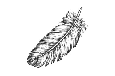 Lost Bird Outer Element Feather Sketch Vector