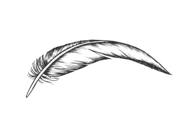 Lost Bird Outer Element Feather Vintage Vector