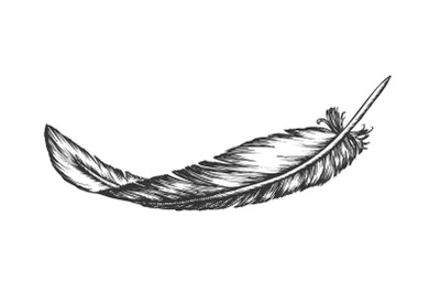 Lost Bird Outer Element Feather Hand Drawn Vector