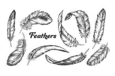 Collection of Different Feathers Set Ink Vector