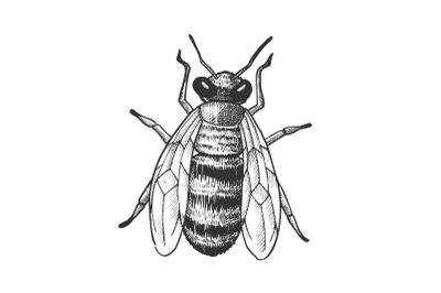 Striped Bee Flying Insect Animal Top View Vector