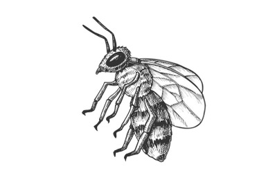 Striped Bee Flying Insect Animal Side View Vector