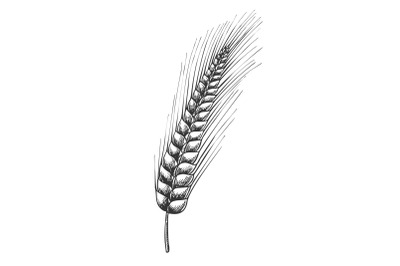 Designed Agriculture Grain Barley Spike Vector