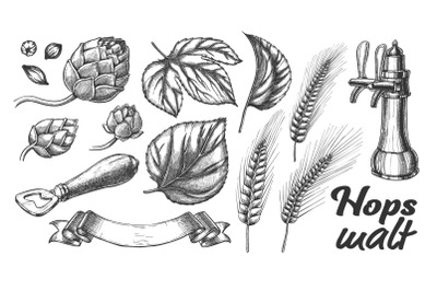 Hop Leaves Barley Wheat Rye Ear Opener Set Vector