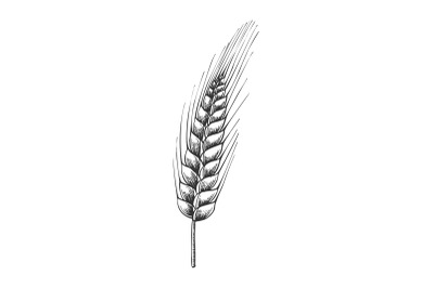 Designed Agriculture Grain Wheat Ripe Spike Vector