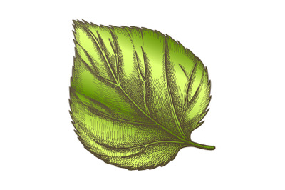 Color Nature Leaf Of Herbaceous Hop Plant Closeup