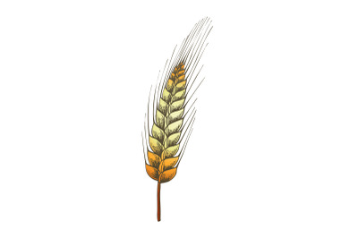 Color Designed Agriculture Grain Wheat Ripe Spike Vector