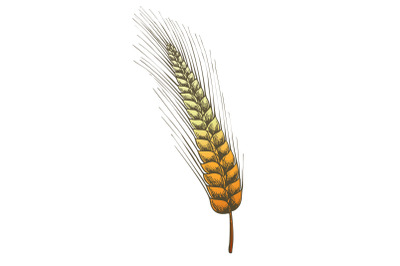 Color Designed Agriculture Grain Rye Ear Spike Vector