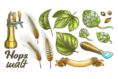 Color Hop Leaves Barley Wheat Rye Ear Opener Set Vector