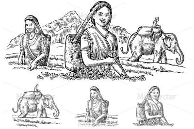 Female Tea Pickers Harvesting leaves on plantation and rider on elephant