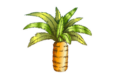 Pineapple Palm Tropical Tree Color Vector