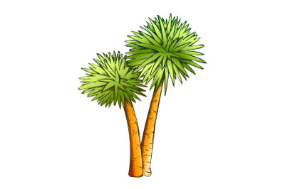 Sabal Palm Exotic Tropical Trees Color Vector