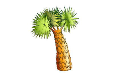 Palm Leaves Tree High Trunk Color Vector