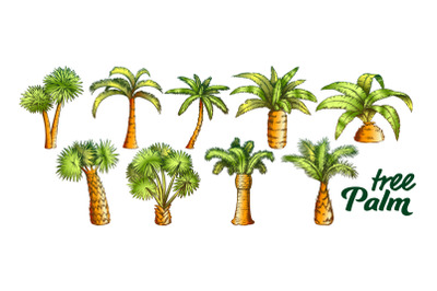 Palm High And Small Trunk Trees Set Color Vector