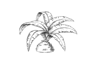 Low Bottle Palm Tropical Tree Monochrome Vector