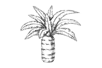 Pineapple Palm Tropical Tree Monochrome Vector