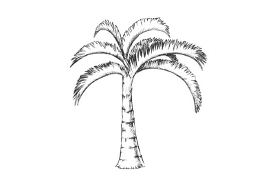 Palm Jamaican Coconut Tropical Tree Ink Vector