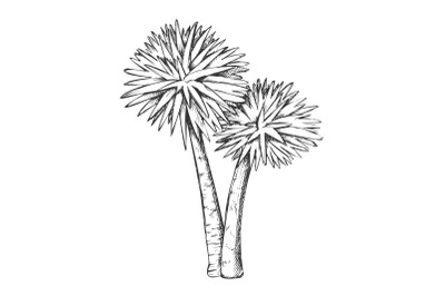 Sabal Palm Exotic Tropical Trees Monochrome Vector